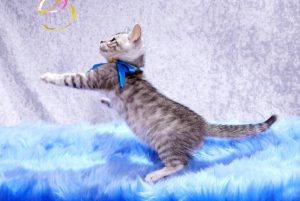 ベンガルの子猫2017年12月23日生まれ　457番ブルー君