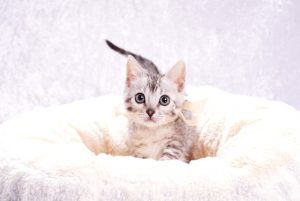 ベンガルの子猫ベンガルの子猫2017年12月23日生まれ　456番ホワイトちゃん