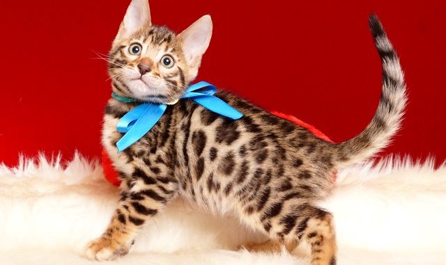 ベンガルの子猫 2019/2/18生まれ 646番ブルー君 オス3