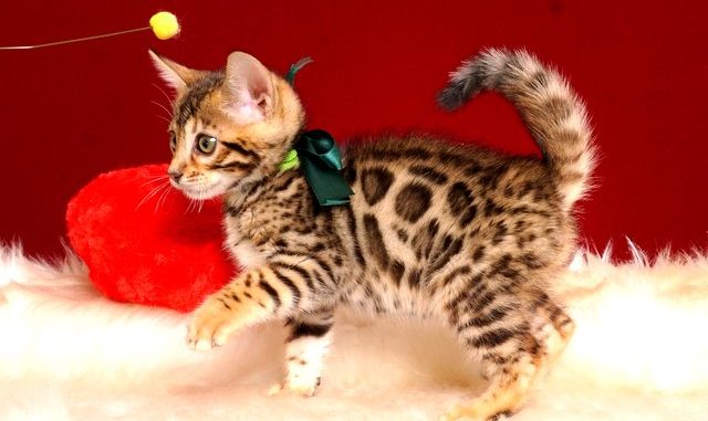 ベンガルの子猫 2019/2/18生まれ 645番グリーン君 オス4