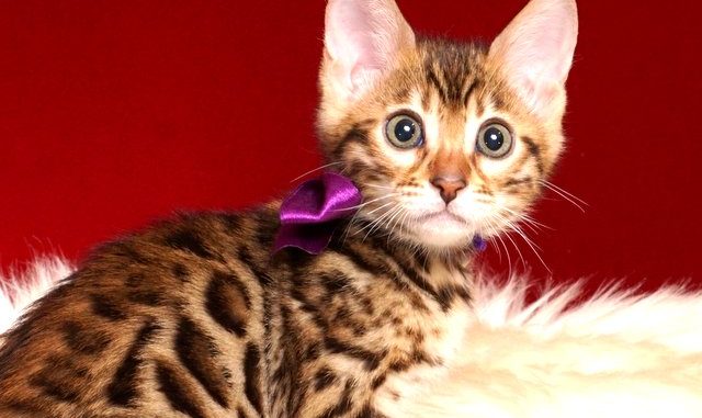 ベンガルの子猫 2019/2/18生まれ 642番パープルちゃん メス1