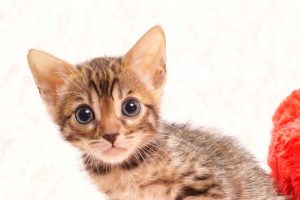 ベンガルの子猫2018年1月10日生まれ　458番ピンクちゃん