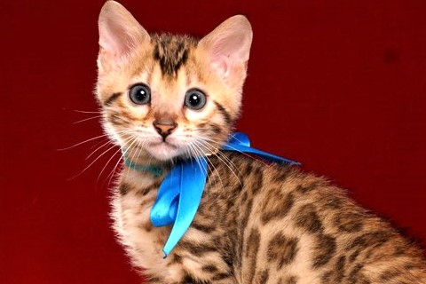 ベンガルの子猫 2019/2/21生 653番ブルー君7