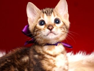 ベンガルの子猫 2019/2/21生 652番パープル君1