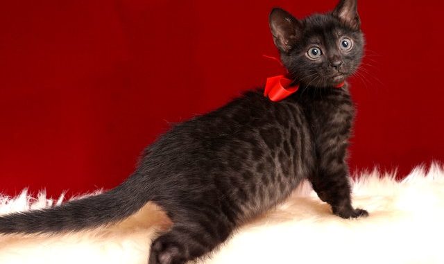 ベンガルの子猫 2019/2/21生 650番レッドちゃん5