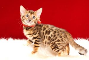 ベンガルの子猫 2017年6月19日生まれ　370番レッドちゃん