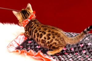ベンガルの子猫 2017年6月19日生まれ　370番レッドちゃん