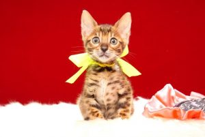 ベンガルの子猫 2017年6月19日生まれ369番イエローちゃん
