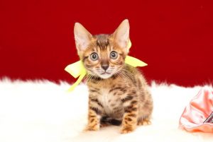 ベンガルの子猫 2017年6月19日生まれ369番イエローちゃん