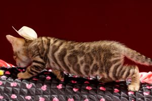ベンガルの子猫2018年2月5日生　465番ホワイト