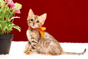 ベンガルの子猫2018年2月5日生　466番オレンジ