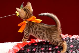 ベンガルの子猫2018年2月5日生　466番オレンジ