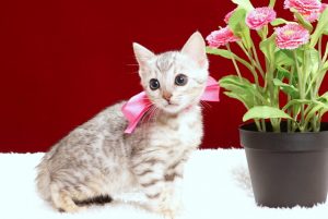 ベンガルの子猫2018年2月7日生　475番ピンク