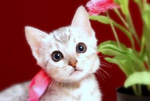 ベンガルの子猫2018年2月7日生　475番ピンク