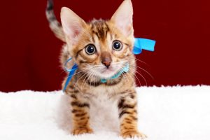 ベンガルの子猫2018年2月15日生　482番ブルー