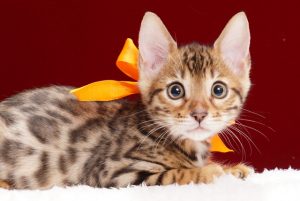 ベンガルの子猫2018年2月15日生　481番オレンジ