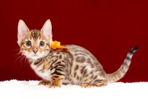 ベンガルの子猫2018年2月15日生　481番オレンジ