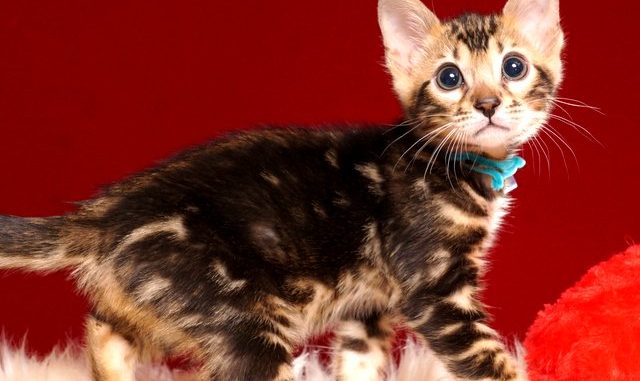 ベンガルの子猫 2019/4/6生 677番アクア オス2