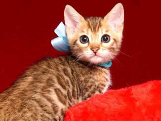 ベンガルの子猫 2019/4/13生 678番アクア オス2