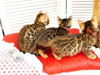 2019年4月生まれのベンガルの子猫たち1