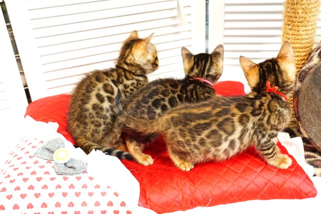 2019年4月生まれのベンガルの子猫たち１
