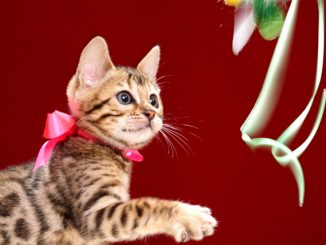 ベンガルの子猫2018年2月16日生 484番ぴんく