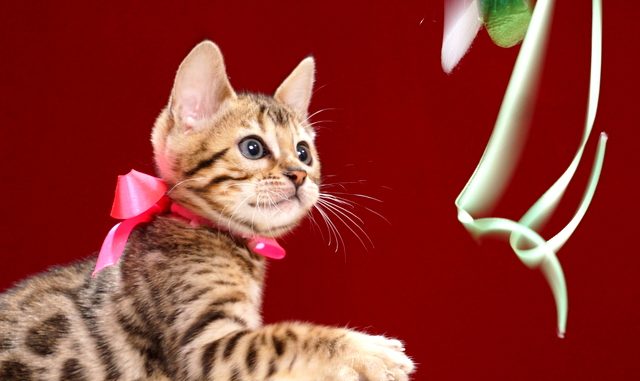 ベンガルの子猫2018年2月16日生 484番ぴんく ベンガルの子猫2018年2月16日生 484番ぴんく