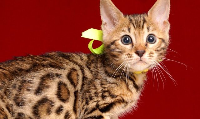 ベンガルの子猫4/18生 710番イエロー オス2
