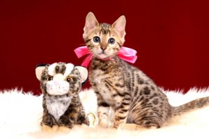 ベンガルの子猫2018年2月16日生　484番ぴんく