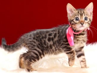 ベンガルの子猫2018年3月5日生 489番ぴんく