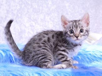 ベンガルの子猫2018年3月5日生 493番しろ
