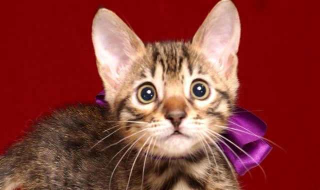 ベンガルの子猫4/13生 700番パープル メス5