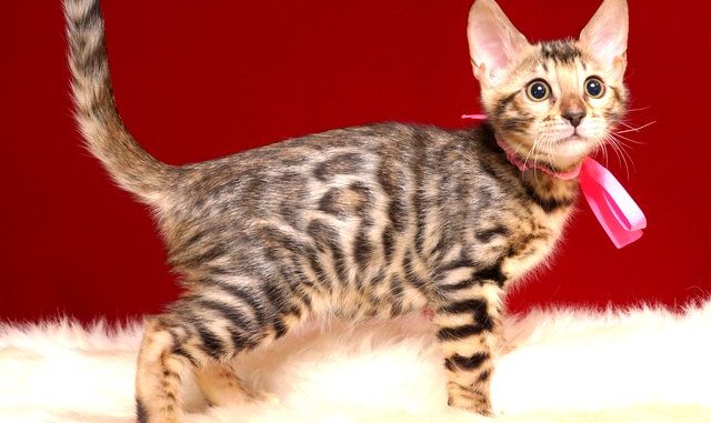 ベンガルの子猫 2019/4/3生 676番ピンク メス11