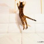 子猫のジャンプ