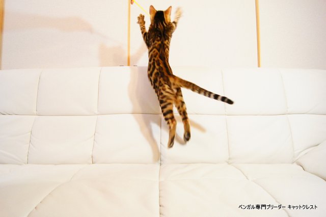 子猫のジャンプ