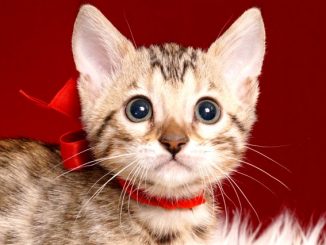 ベンガルの子猫 2019/4/21生 713番レッド メス1