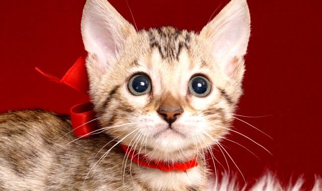 ベンガルの子猫 2019/4/21生 713番レッド メス1