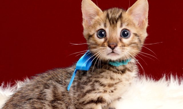 ベンガルの子猫2018年4月5日生 503番あお ベンガルの子猫2018年4月5日生 503番あお