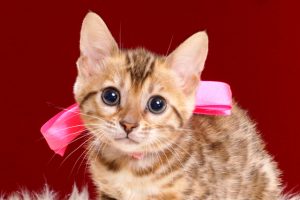 ベンガルの子猫2018年4月5日生　501番ぴんくちゃん