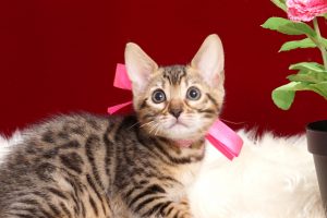 ベンガルの子猫2018年4月20日生494番ピンク