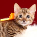ベンガルの子猫2018年4月20日生495オレンジ