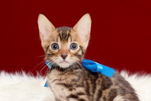 ベンガルの子猫2018年4月29日生　498番ブルー