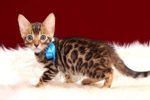ベンガルの子猫2018年4月29日生　498番ブルー