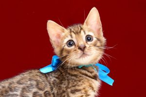 ベンガルの子猫2018年4月24日生　509番　ブルー