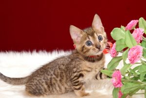 ベンガルの子猫2018年4月24日生　508番レッド