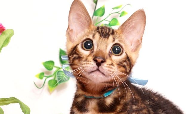 ベンガルの子猫 2019/4/6生 677番アクア オス1-DSC08978 ベンガルの子猫 2019/4/6生 677番アクア オス14