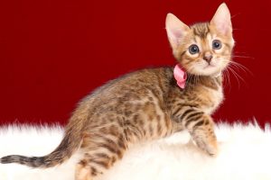 ベンガルの子猫2018年4月24日生　507番　ピンク