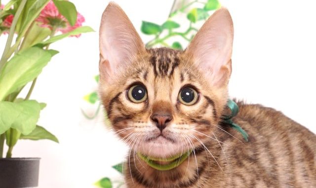 ベンガルの子猫 2019/4/13生 679番グリーン オス1-DSC08997 ベンガルの子猫 2019/4/13生 679番グリーン オス12