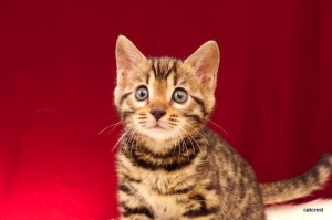 ベンガルの子猫2016年2月14日生まれ　225番オレンジ君