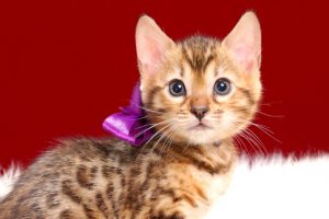 ベンガルの子猫2018年4月24日生　504番パープル